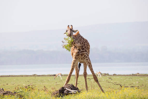 Kenya Family Safaris