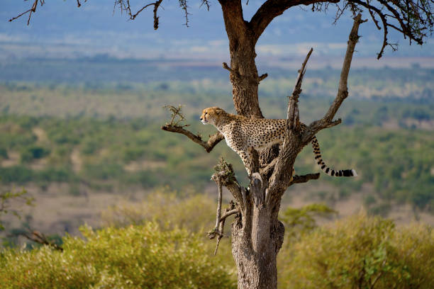Kenya Safari on a Shoestring