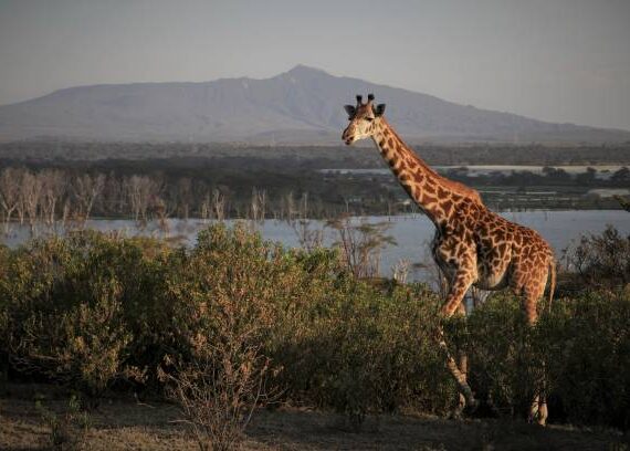 Lake Naivasha Lake Naivasha boat safari and Crescent Island