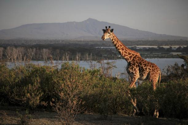 Lake Naivasha Lake Naivasha boat safari and Crescent Island