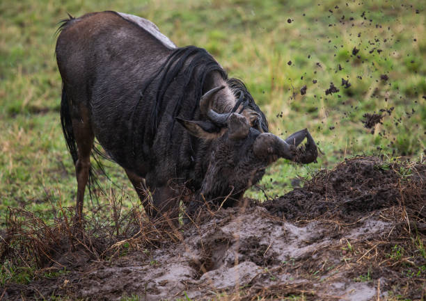 Photography & Filmmaking Safaris: 6 Epic Ways to Master Shots