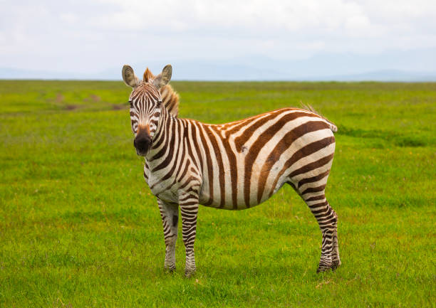 10 Day Kenya Safari Cost
