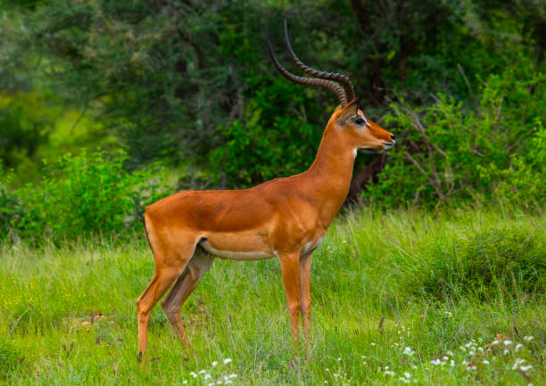 Samburu special five safari, Samburu luxury safari, East Africa safari itinerary, best time for safari Kenya, Cinematic Vacations safari guide
