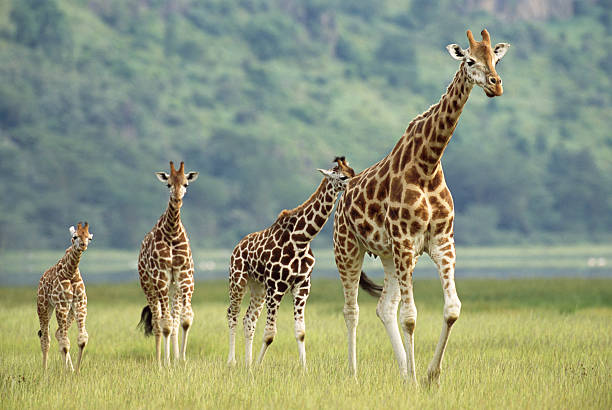 Lake Nakuru National Park: 3 Incredible Highlights You Must Experience