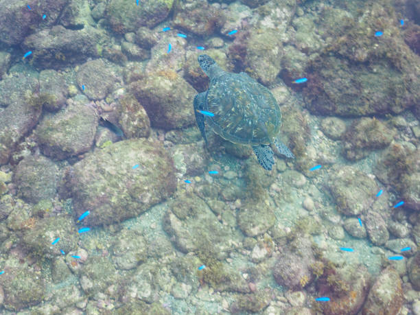 Malindi marine park and coral garden snorkeling tour