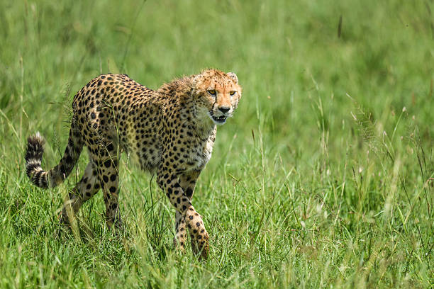 15-Day Kenya Safari