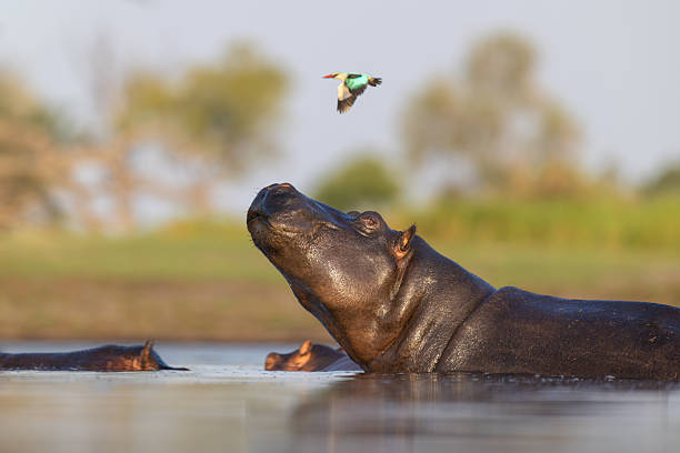 Kenya Safari and Beach Holidays