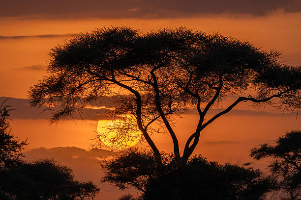private Kenya safari customized itinerary