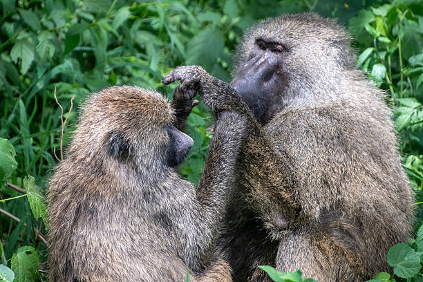 Kenya Safari Beyond the Big Five