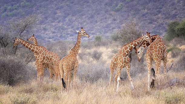 21-Day Kenya Safari Samburu and Maasai Mara safari packages