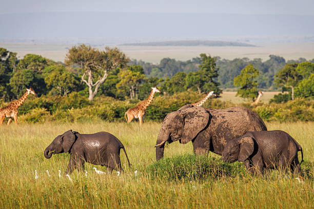 Kenya family safari with teenagers itinerary Family-Friendly Safari Activities
