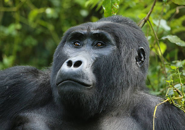 uganda gorilla trekking Rwanda luxury gorilla trekking Volcanoes National Park